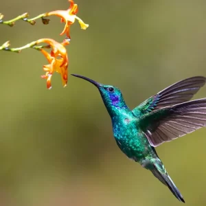 beija-flor-nectar-ciclovivo beija-flor-nectar-ciclovivo