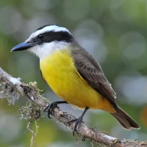 bem-te-vi-pitangus-sulphuratus-rudimar-narciso-cipriani-1- bem-te-vi-pitangus-sulphuratus-rudimar-narciso-cipriani-1-